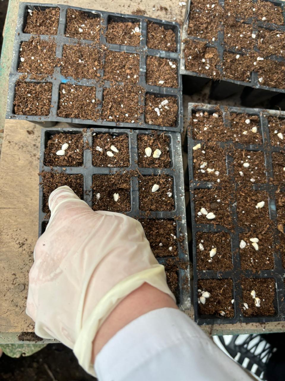 Seeds of “Carthamus tinctorius L.” have been introduced to the “Dendrology Garden”’s Research Area